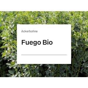 Ackerbohne Fuego ZS Bio ungebeizt 30 kg Sack