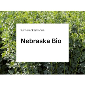 Winterackerbohne Nebraska Bio