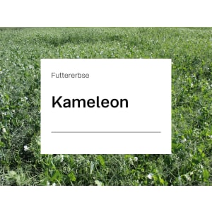 Futtererbse Kameleon ZS ungebeizt 50 kg Sack