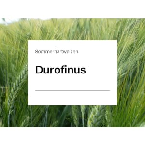 Sommerhartweizen Saatgut Durofinus ZS Celest Extra 30 kg Sack mit hohen Kornerträgen