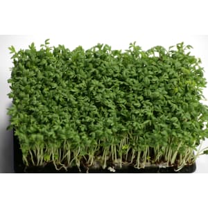 Kresse Samen Speedy Bio (kleinblättrig) 1 kg Sack ungebeizt Gartenkresse, Keimsprossen Kresse Samen Speedy Bio (kleinblättrig) 1 kg Sack ungebeizt Gartenkresse, Keimsprossen