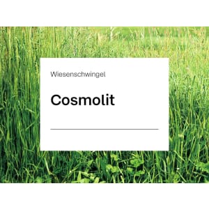 Wiesenschwingel Saatgut Cosmolit ZS ungebeizt 20 kg Sack