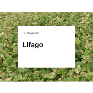 Buchweizen Saatgut Lifago ZS ungebeizt 25 kg Sack