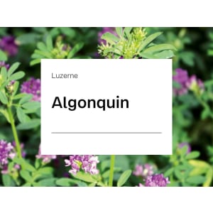 Luzerne Saatgut Algonquin ZS ungebeizt 25 kg Sack