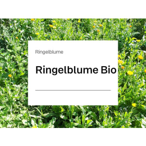 Ringelblumen Saatgut (ungefüllt) Bio 25 kg Sack