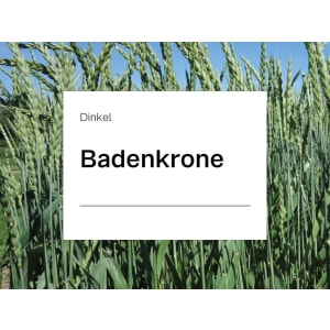 Dinkel Saatgut Badenkrone ZS (ohne Spelz) Landor CT 500.000 Körner/EH