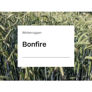 Winterroggen Saatgut Bonfire ZS ungebeizt 25 kg Sack