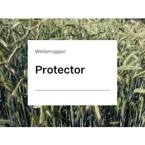 Winterroggen Saatgut Protector ZS ungebeizt 25 kg Sack