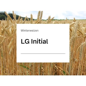 Winterweizen Saatgut LG Initial ZS (A-Weizen)