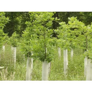 Tubex Forstschutzrohr VENTEX 1,2 m Baumschutzrohr Tubex Forstschutzrohr VENTEX 1,2 m Baumschutzrohr
