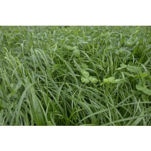 BQSM ® FM 4 Kleegrasmischung mehrjährig Bio mittlere und frische Standorte 9 kg Sack BQSM ® FM 4 Kleegrasmischung mehrjährig Bio mittlere und frische Standorte 9 kg Sack
