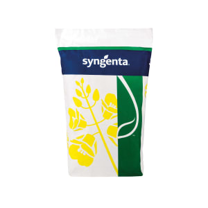 Winterraps Saatgut Syngenta SY Floretta