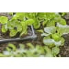 GARDENA Micro-Drip-System L-Stück 4,6 mm (3/16")  Länge:23 mm 3/16" Bewässerung 13212-20
