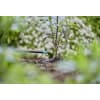 GARDENA Micro-Drip-System Endtropfer  25 Endtropfer, 1 eine Reinigungsnadel   13307-20