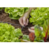 GARDENA Micro-Drip-System Kreuzstück   4,6 mm (3/16'') Bewässerung 13214-20