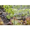GARDENA Micro-Drip-System Verlängerungsrohr für Sprühdüsen    Bewässerung für Pflanzflächen 13326-20