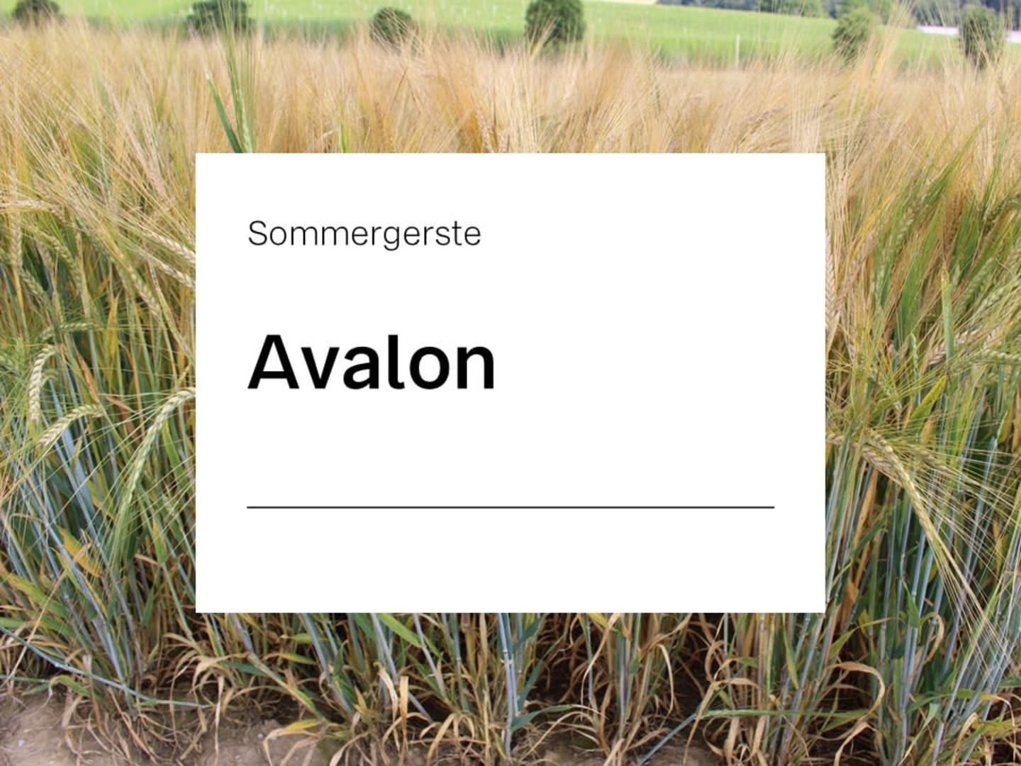 Sommergerste Saatgut Avalon ZS ungebeizt 50 kg Sack Braugerste