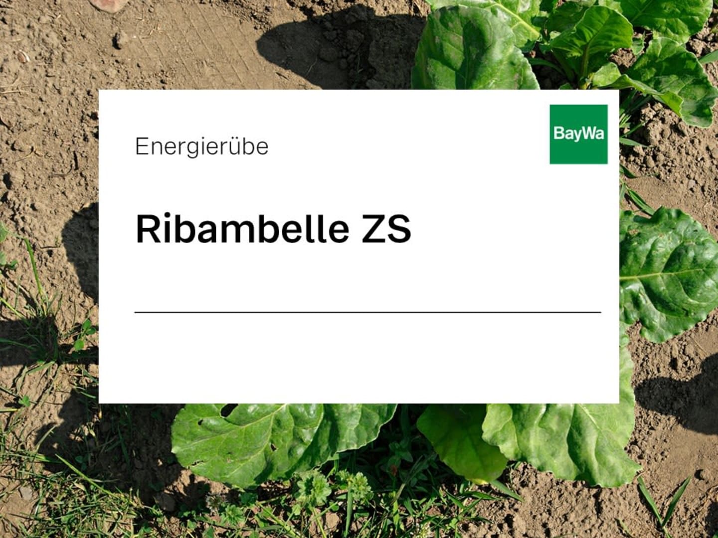 Energierübe Saatgut Ribambelle ZS ungebeizt 100000 Pillen/EH