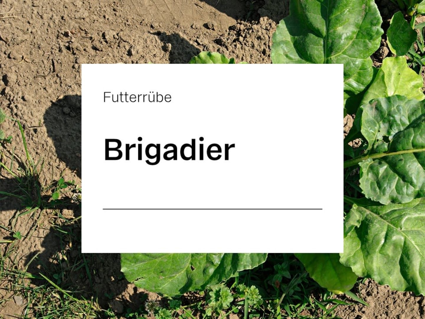 Futterrübe Saatgut Brigadier ungebeizt 10 kg Sack