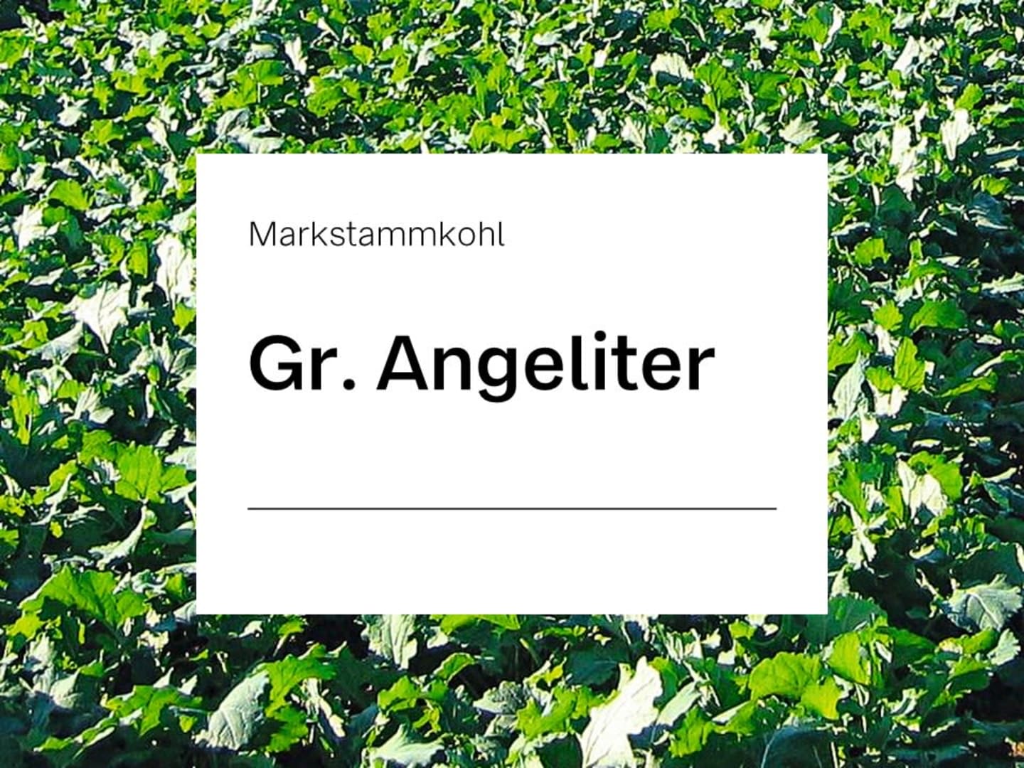 Markstammkohl Samen Gr. Angeliter (ungebeizt) ZS ungebeizt 25 kg Sack