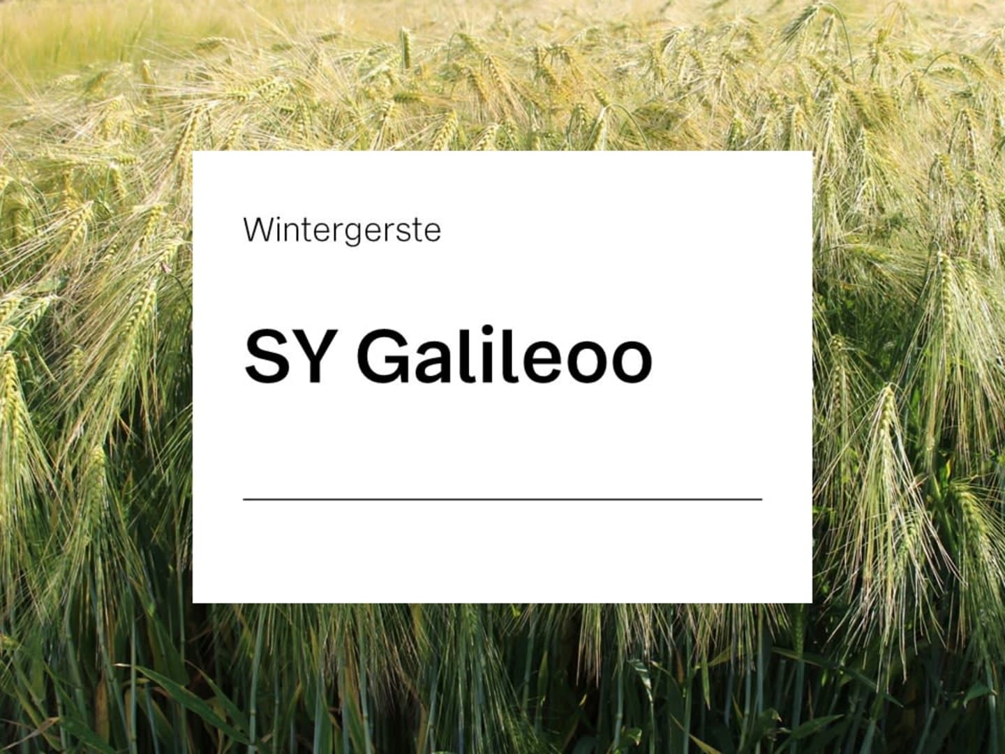 Wintergerste Saatgut SY Galileoo ZS mehrzeilige Futtergerste