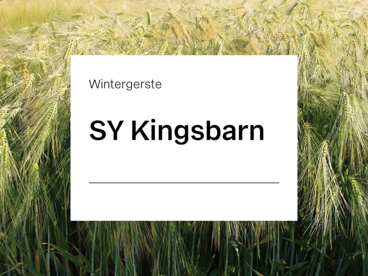 Wintergerste Saatgut SY Kingsbarn ZS mehrzeilige Futtergerste