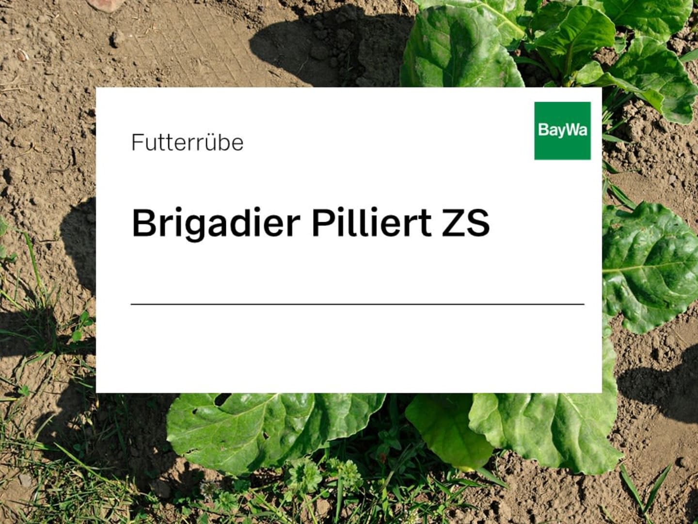 Futterrübe Saatgut Brigadier Pilliert ZS ungebeizt 50000 Körner/EH