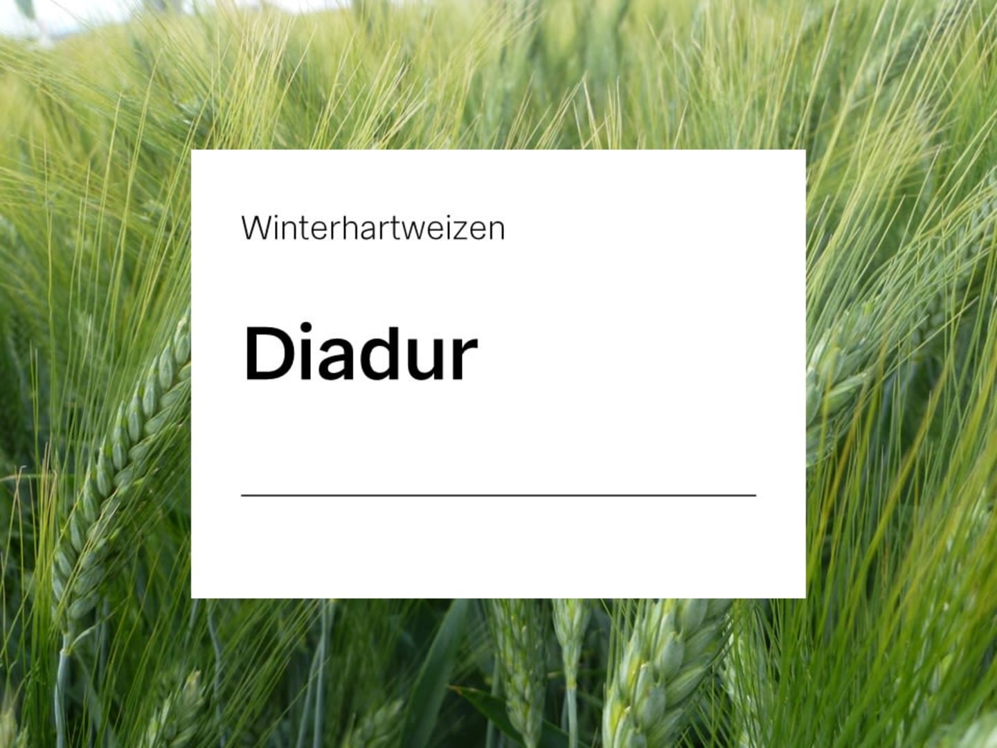 Durum Saatgut Diadur ZS Celest Extra 500 kg BigBag (Winterhartweizen)