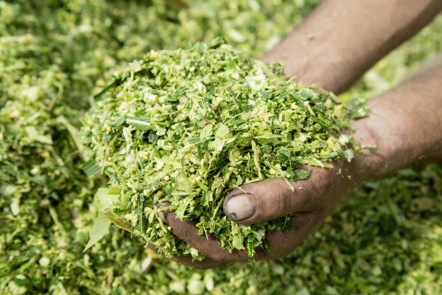 Grundfutteranalyse Maissilage Serviceleistung