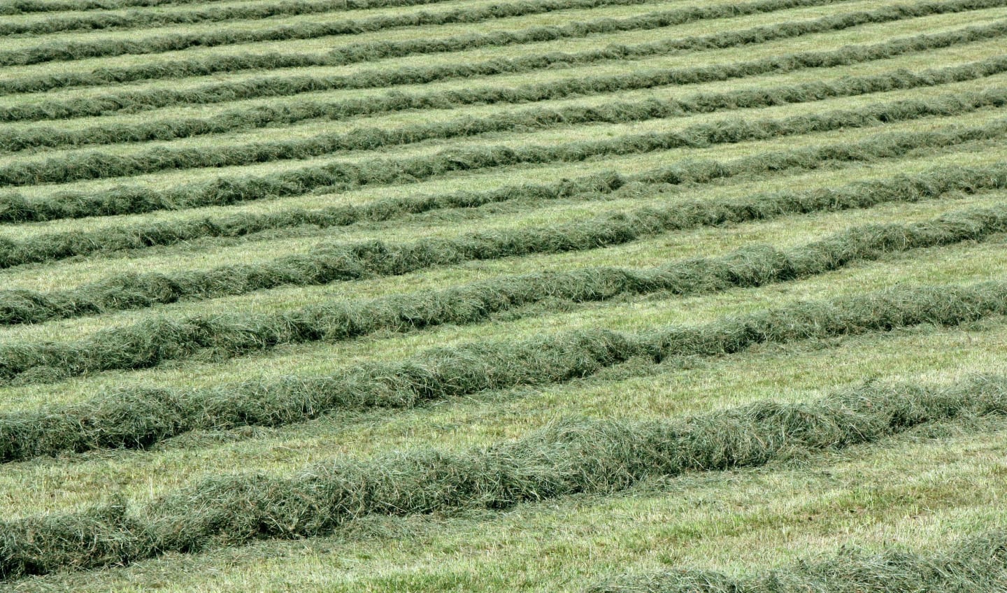 Grundfutteranalyse Gras-/Kleegrassilage Serviceleistung