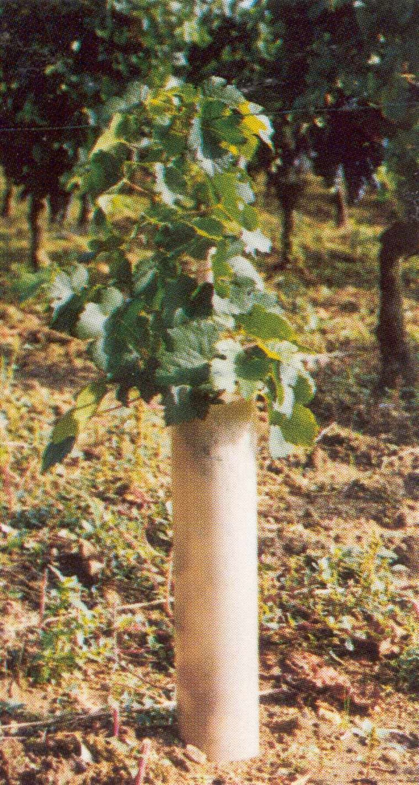 Tubex Rebschutzrohr 50 cm
