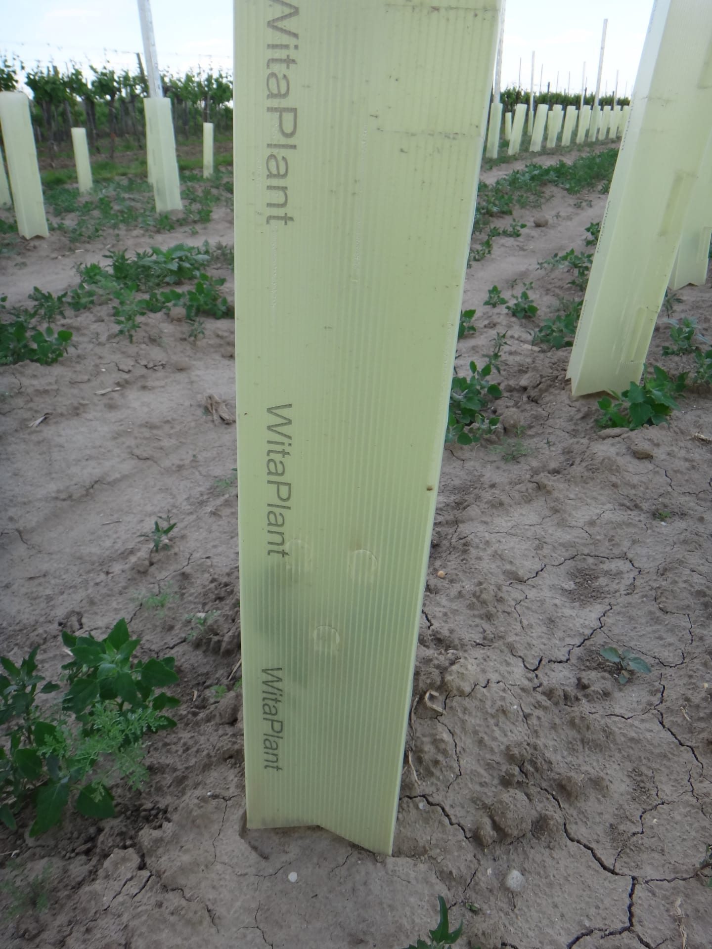 WitaPlant MV® Rebschutzsäule 60 cm