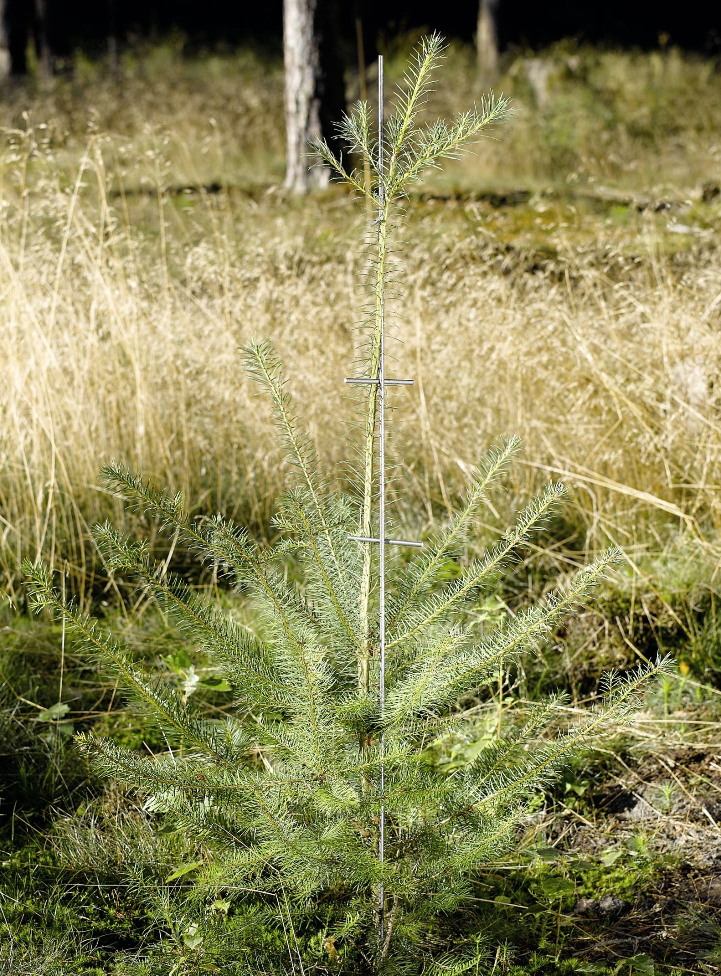 PlantaGard® Stachelbaum mit 8 Stacheletagen, 100 St.