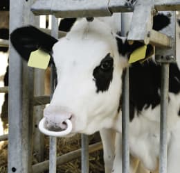 Lifestyle: Kalb mit Saugentwöhner in der Nase am Fressgitter im Stall