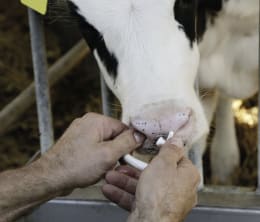 Lifestyle: Saugentwöhner wird an Kalb angebracht