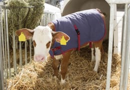 Lifestyle: KERBL Kälberdecke ThermoPlus