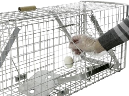 Lifestyle: cit® Kastenfalle Alive Predator Super 120 x 33 x 42 cm, für Ratten, Iltisse, Füchse, streunende Katzen