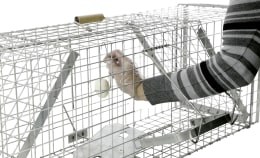 Lifestyle: cit® Kastenfalle Alive Predator Super 120 x 33 x 42 cm, für Ratten, Iltisse, Füchse, streunende Katzen