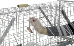 Lifestyle: cit® Kastenfalle Alive Predator Super 120 x 33 x 42 cm, für Ratten, Iltisse, Füchse, streunende Katzen
