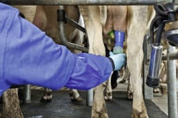 Lifestyle: DeLaval Dippmittel LactiFence™+ zum Dippen