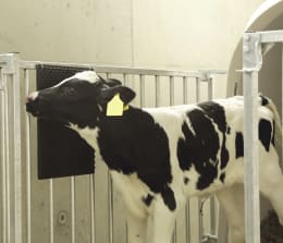 Lifestyle: Kalb reibt sich an wandmontierter Kratzmatte im Stall