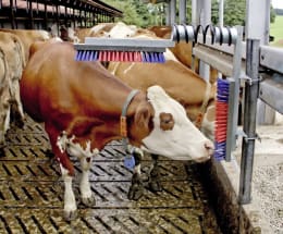 Lifestyle: KERBL Kratzbürste EuroFarm Lotte Bürsten 500 x 100 mm, für Rinder