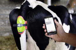 Produktbild: KERBL Abkalbemelder MooCall