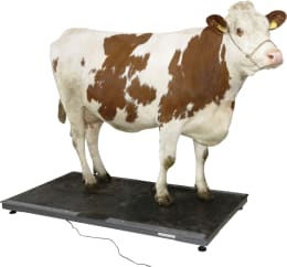 Produktbild: KERBL Tierwaage PS 3000 Wägebereich 0 – 1.500 kg, 291312