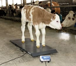 Lifestyle: KERBL Tierwaage PS 1000 Wägebereich 0 – 500 kg, 291310