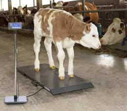 Lifestyle: KERBL Tierwaage PS 1000 Wägebereich 0 – 500 kg, 291310