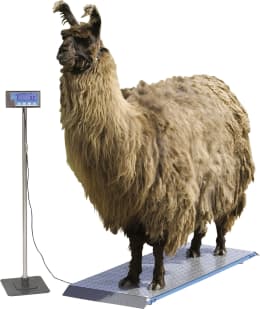 Produktbild: KERBL Tierwaage PS 1000 Wägebereich 0 – 500 kg, 291310