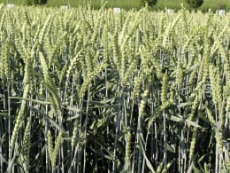 Produktbild: Winterweizen Saatgut LG Imposanto