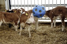 Lifestyle: KERBL Futterball 400 mm blau, Fressöffnungen 19 St./60 mm, für Rinder und Pferde, 3210385