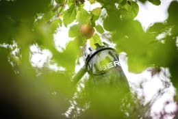 Lifestyle: Berger Obstpflücker ArboRapid mit transparentem Fangnetz